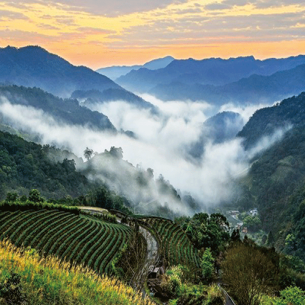 首間海外門市！五桐號WOOTEA ⎯ 澳洲雪梨店 6/12(三) 盛大開幕！